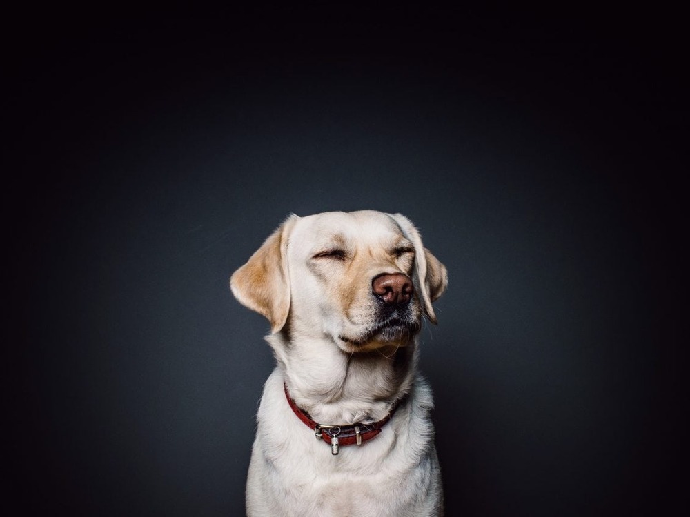 Dog looking comically curious