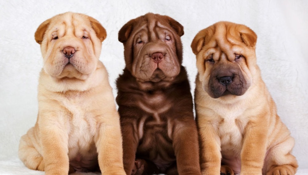 Chinese Shar-Pei sitting calmly