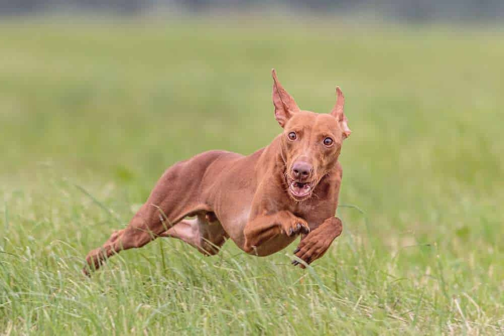 Cirneco dell’Etna outdoors in sunlight
