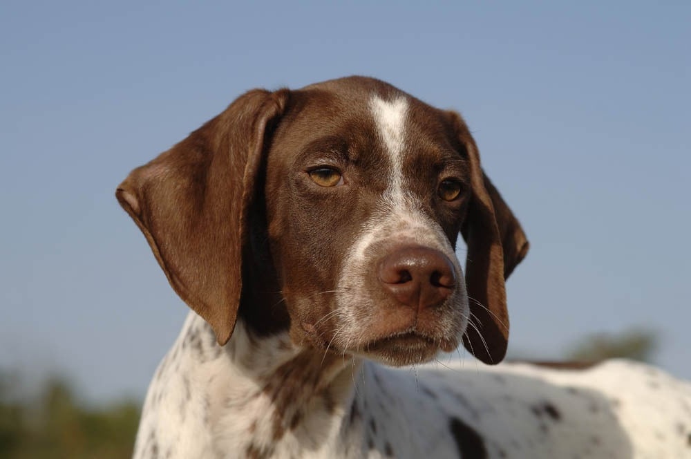 Braque Francais standing alert in yard