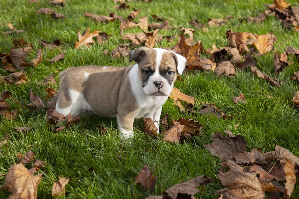 English Bulldog standing in a garden