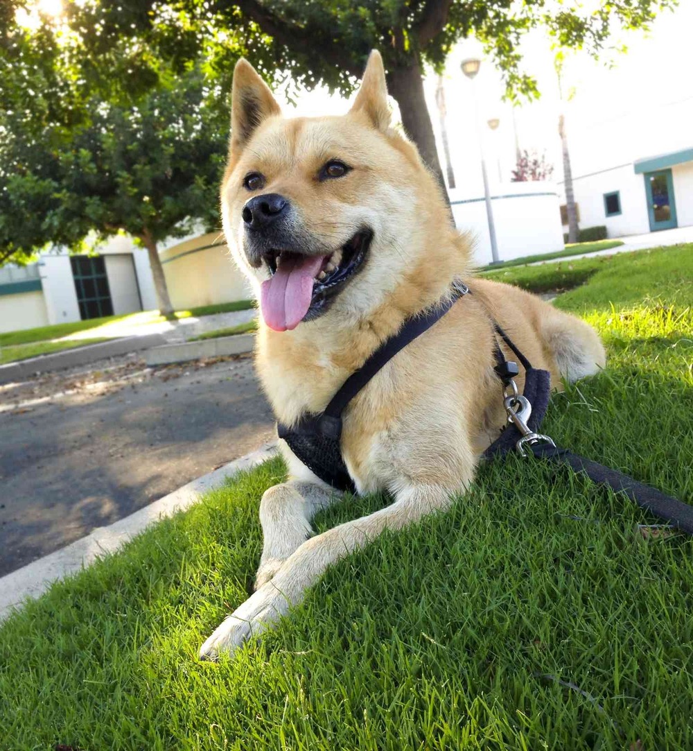 Korean Jindo with pricked ears and curled tail
