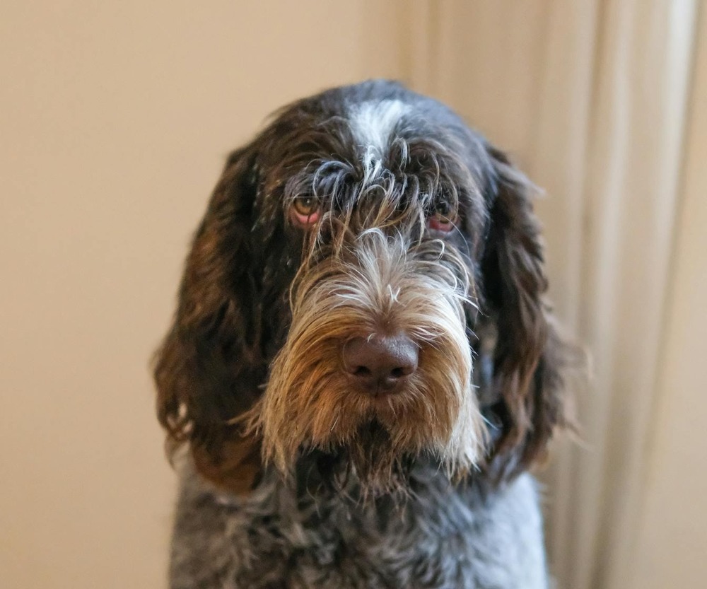 Lupo Italiano coat texture in daylight