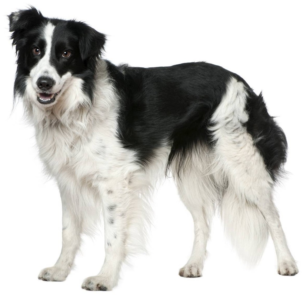 Border Collie standing alert outdoors