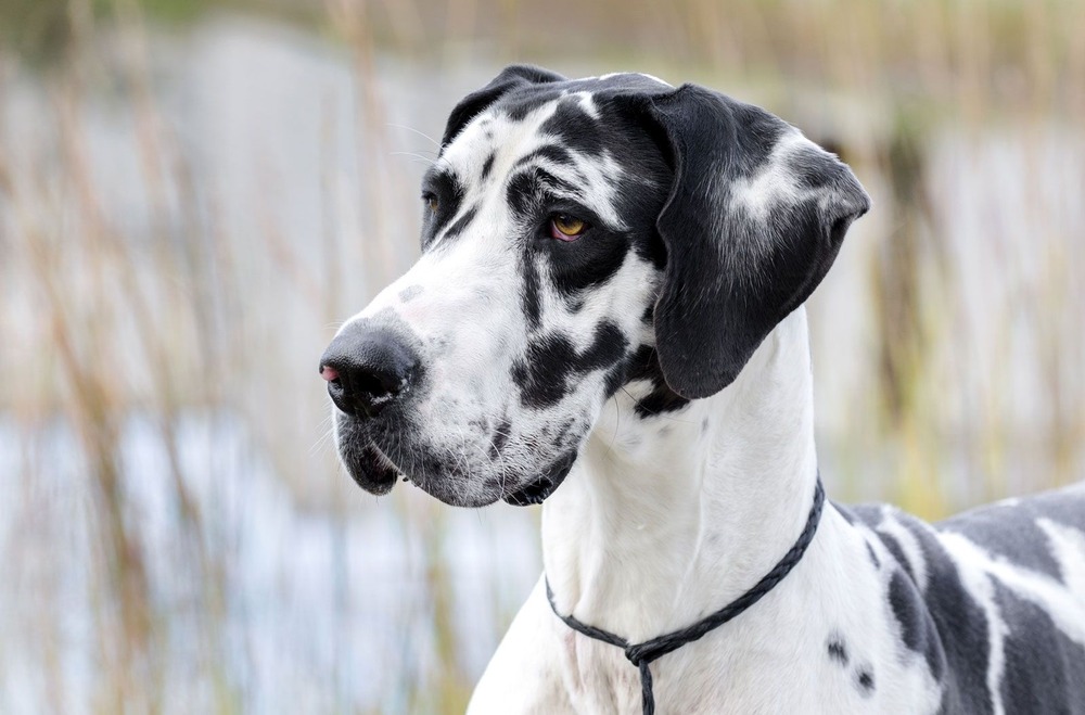 Great Dane close up portrait