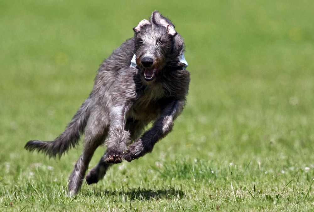 Scottish Deerhound standing outdoors