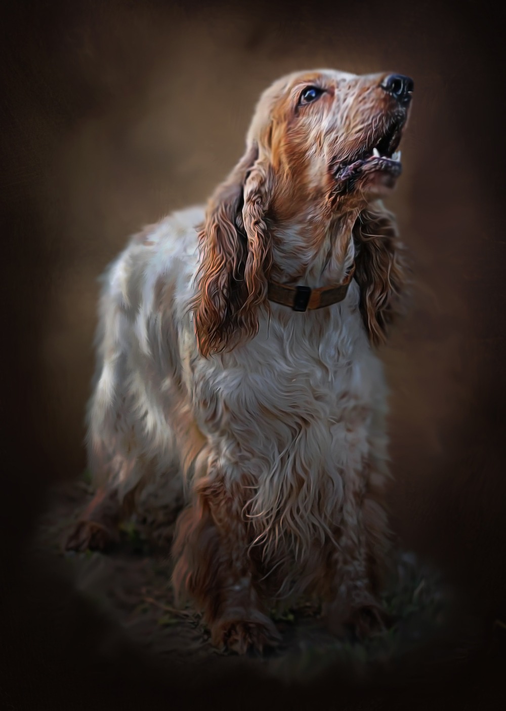Spaniel resting on a rug indoors