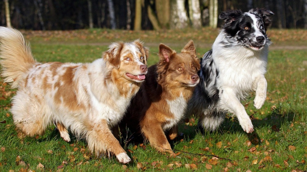 Australian Shepherd sitting with ears perked