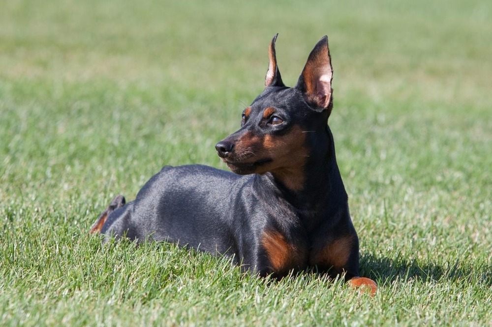 Miniature Pinscher standing alert
