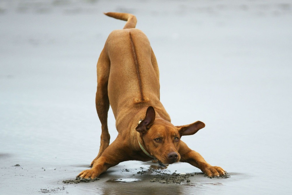 Rhodesian Ridgeback resting on grass