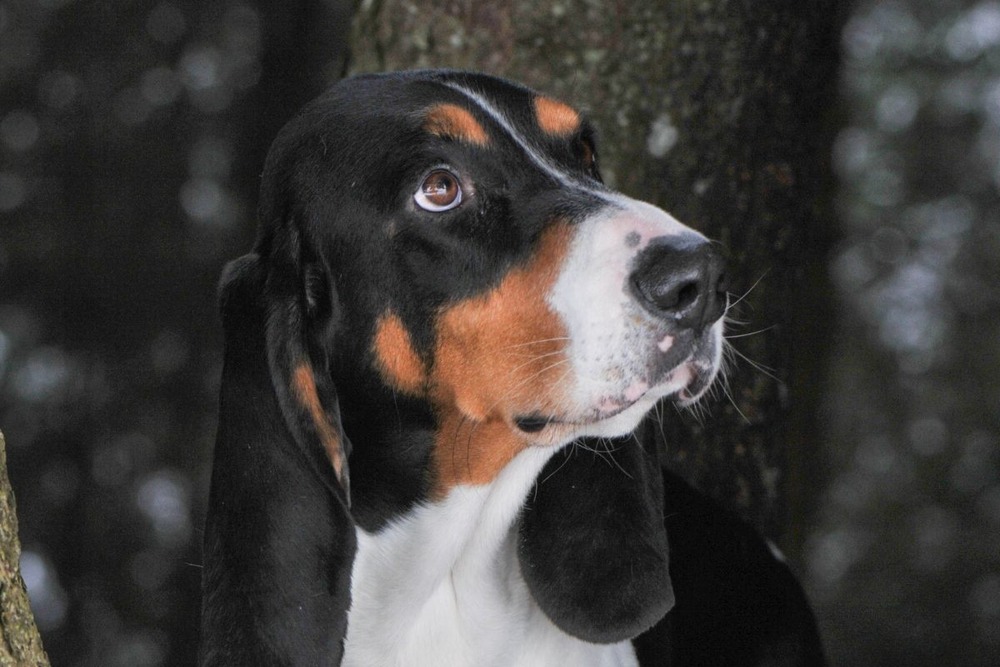 Swiss hound running outdoors