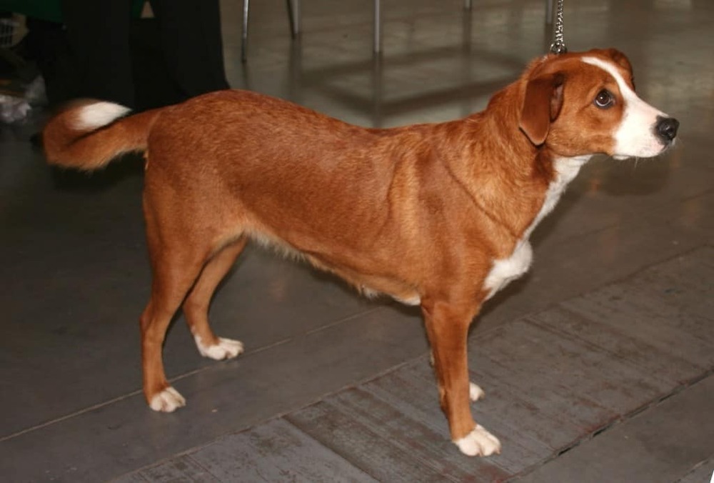 Close view of an Austrian Pinscher face and short coat