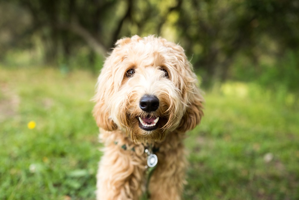 Labradoodle sitting outdoors