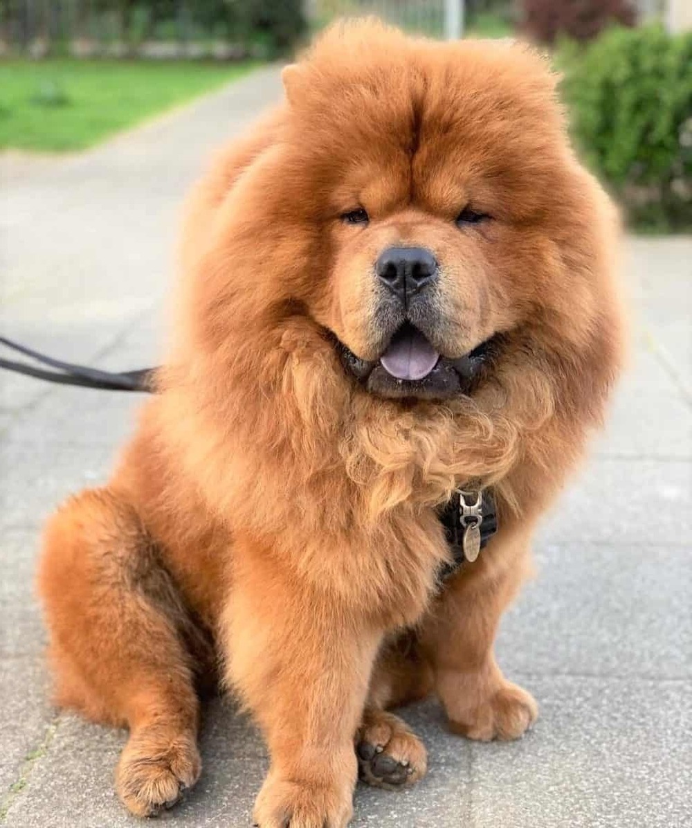 Long haired Chow Chow with thick mane-like coat
