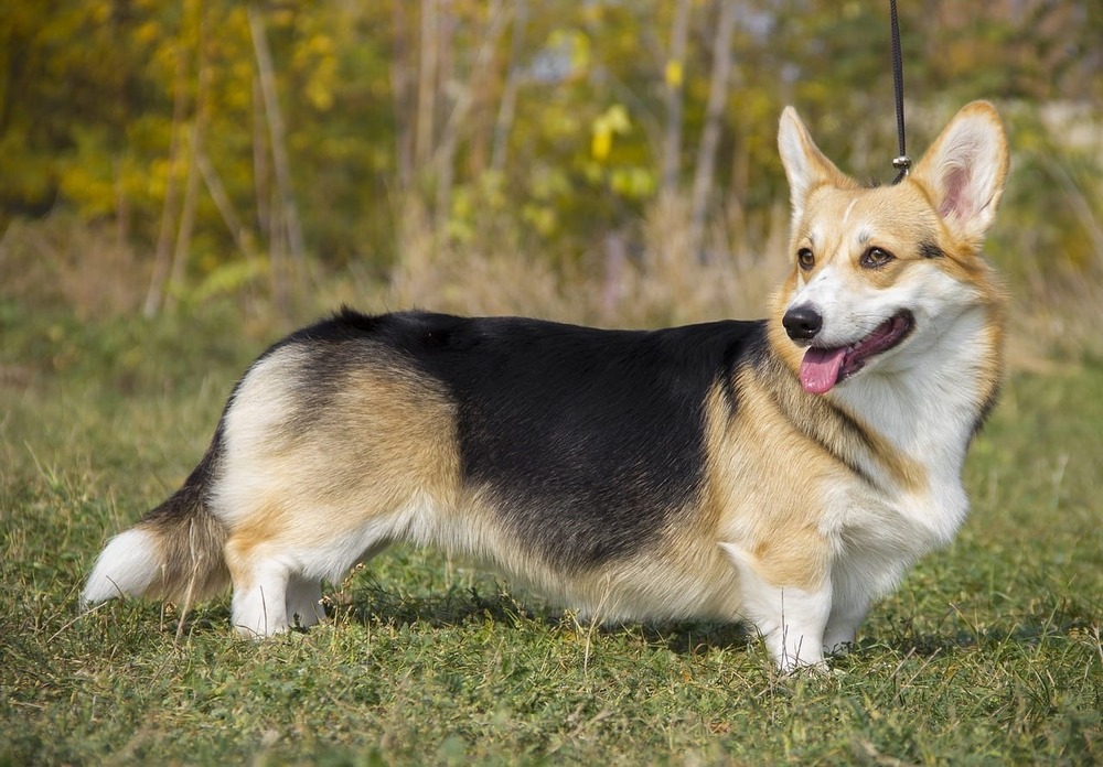 Pembroke Welsh corgi standing on grass