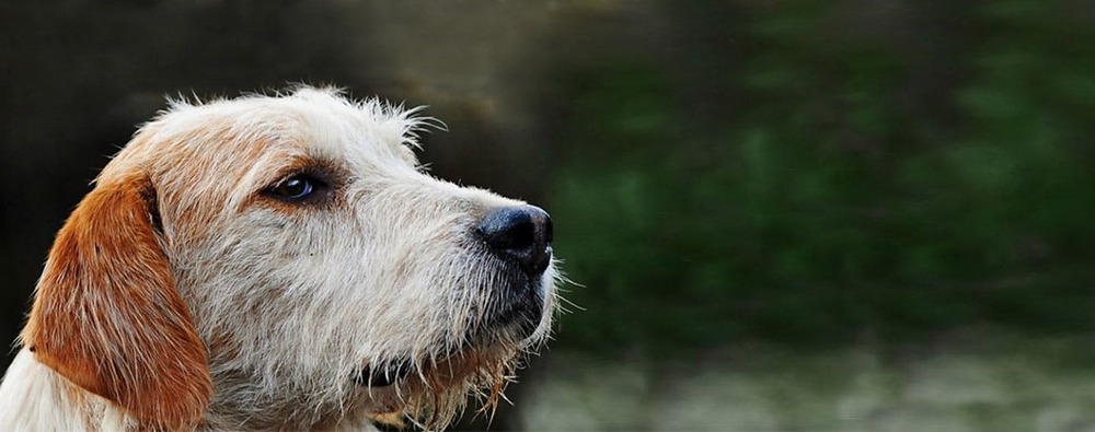 Welsh Hound standing outdoors