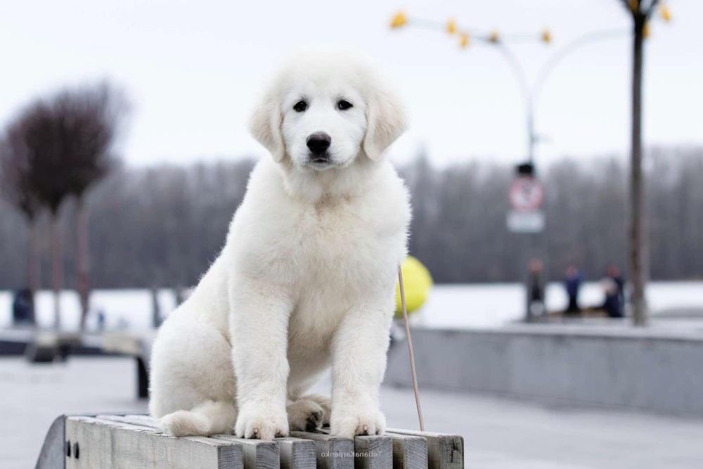 Large white guardian dog looking alert