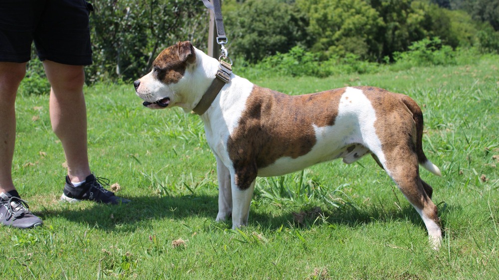 Alapaha Blue Blood Bulldog moving through grass
