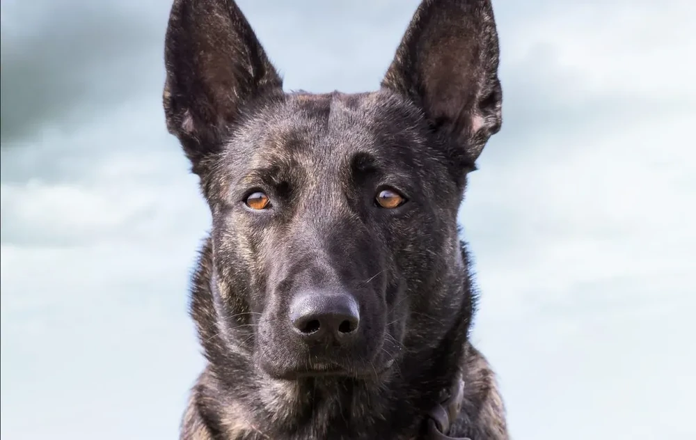 Large shepherd dog outdoors in daylight