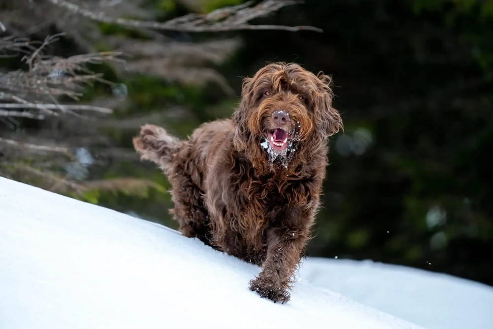 Pudelpointer outdoors looking alert
