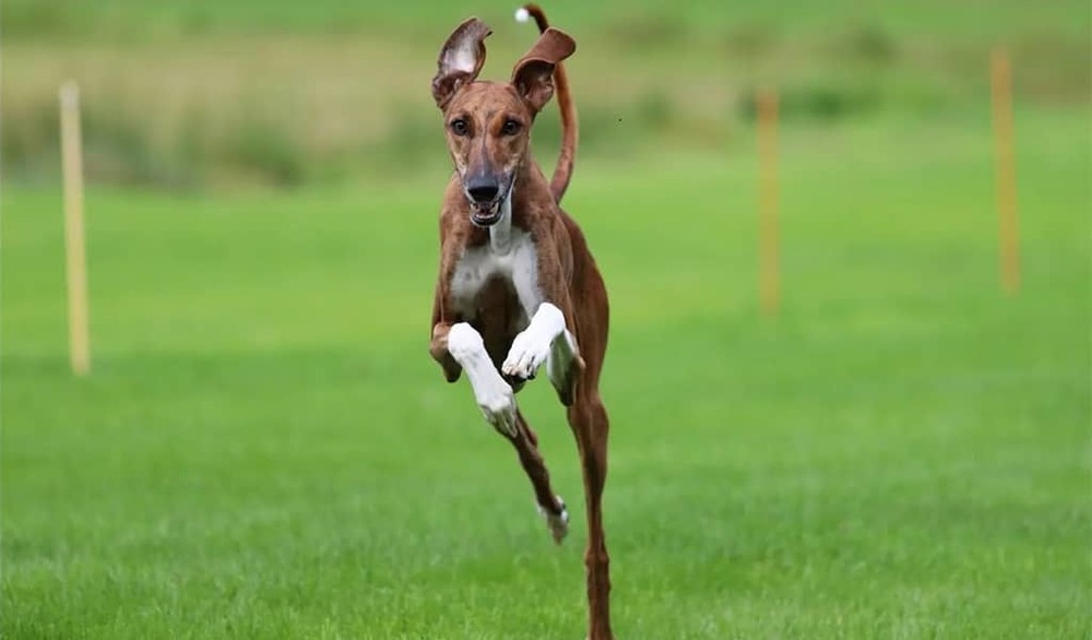 Azawakh looking over a shoulder
