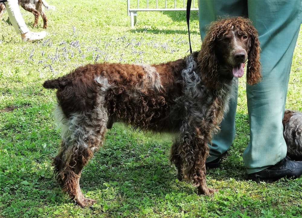 Pont-Audemer Spaniel sitting with wavy coat