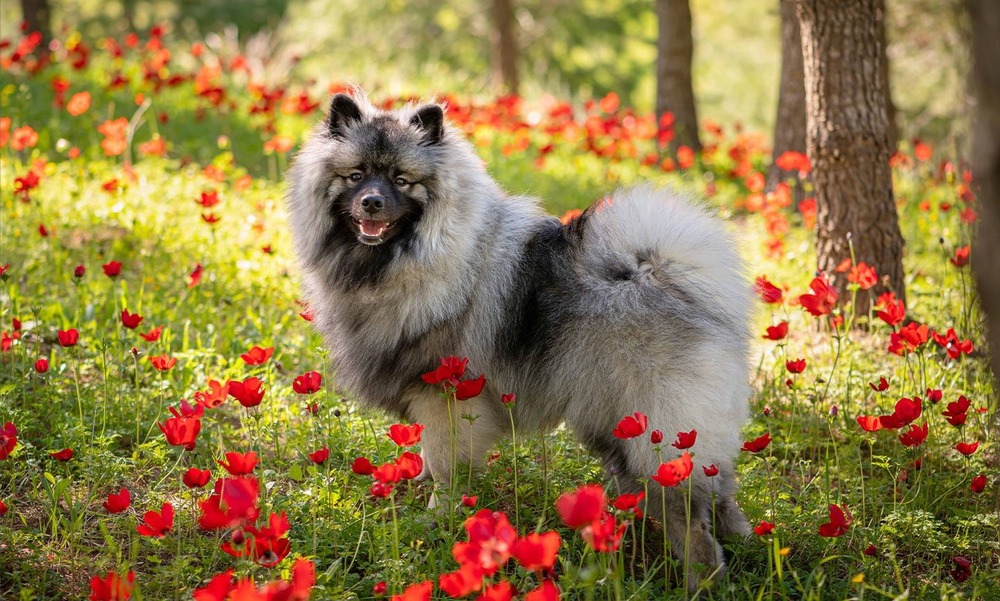 Close view of a Keeshond face with spectacles-like markings