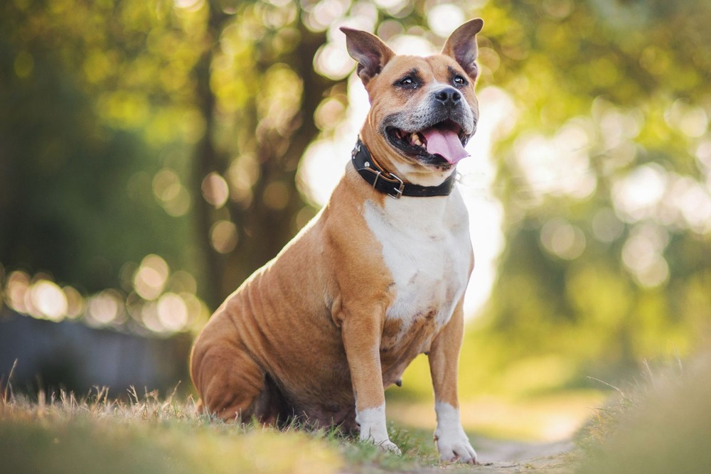 American Staffordshire Terrier looking up attentively