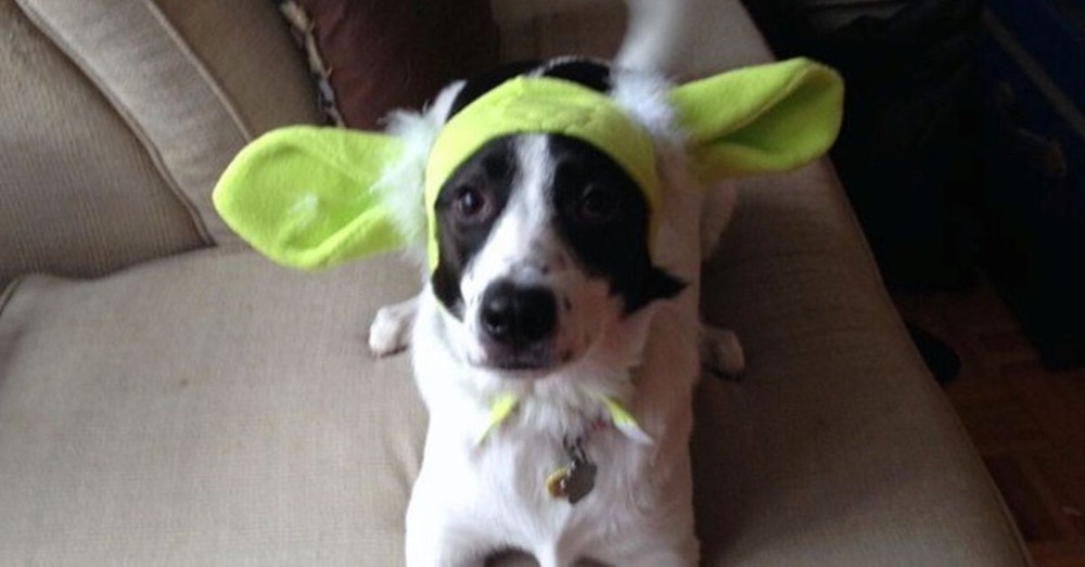 Scent hound standing alert in a grassy area