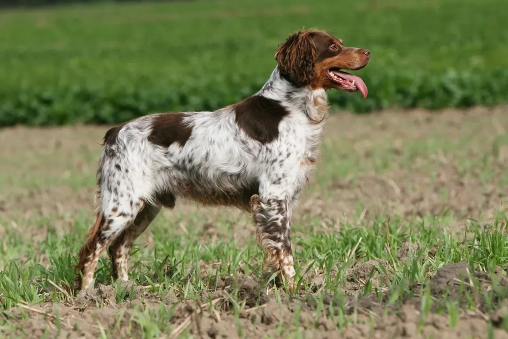 Epagneul Breton outdoors in profile
