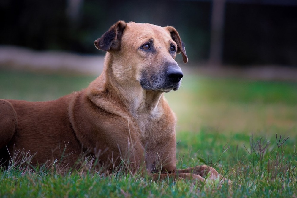 Chinook dog standing outdoors