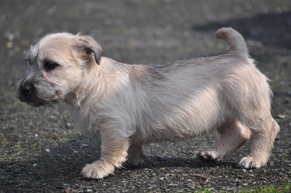 Glen of Imaal Terrier sitting and looking attentive