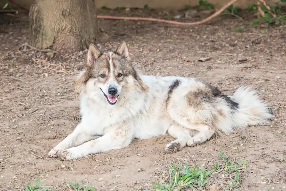 Thai Bangkaew Dog standing alert in a yard