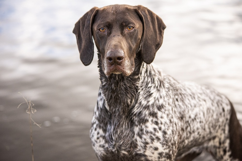 Pointer dog standing in shade