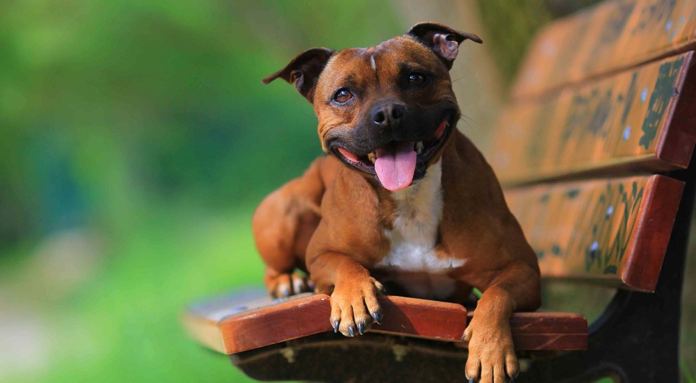 Staffordshire Bull Terrier outdoors with short coat visible