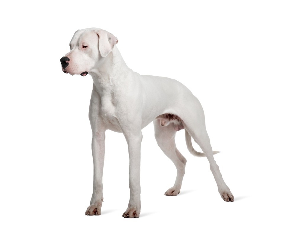 Dogo Argentino close up of head and shoulders