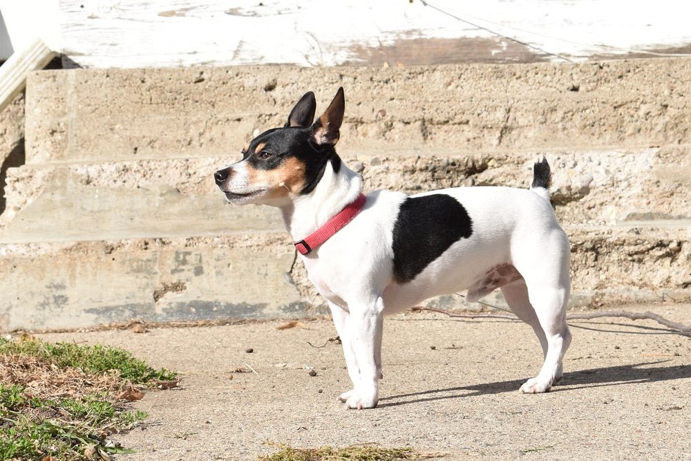 Teddy Roosevelt Terrier focused and attentive