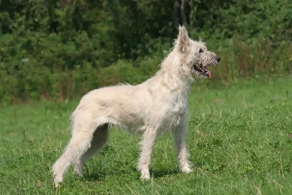 Bouvier des Ardennes in a working stance