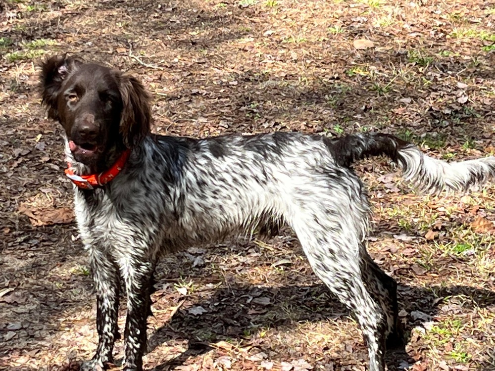 Small Münsterländer Pointer in profile