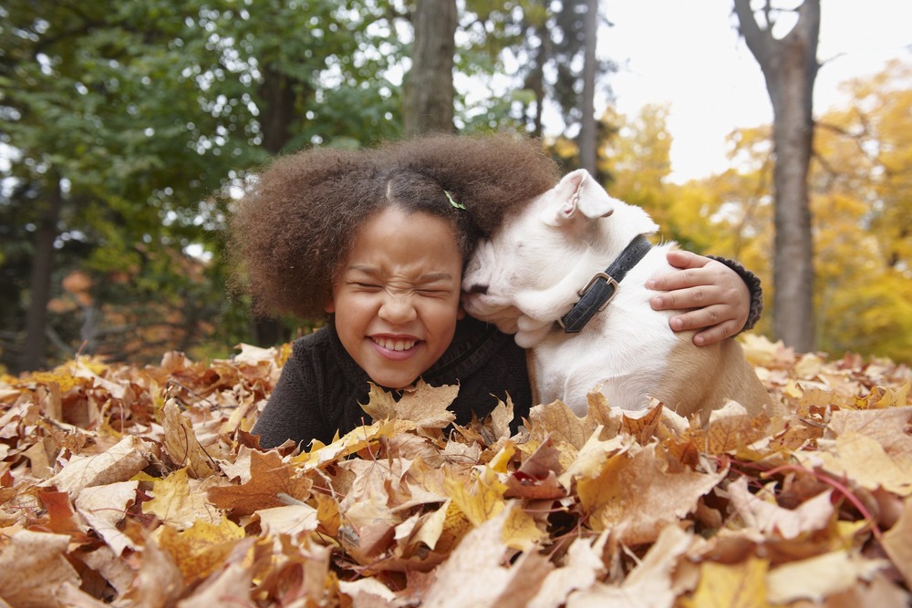 Tosa Inu standing side-on outdoors