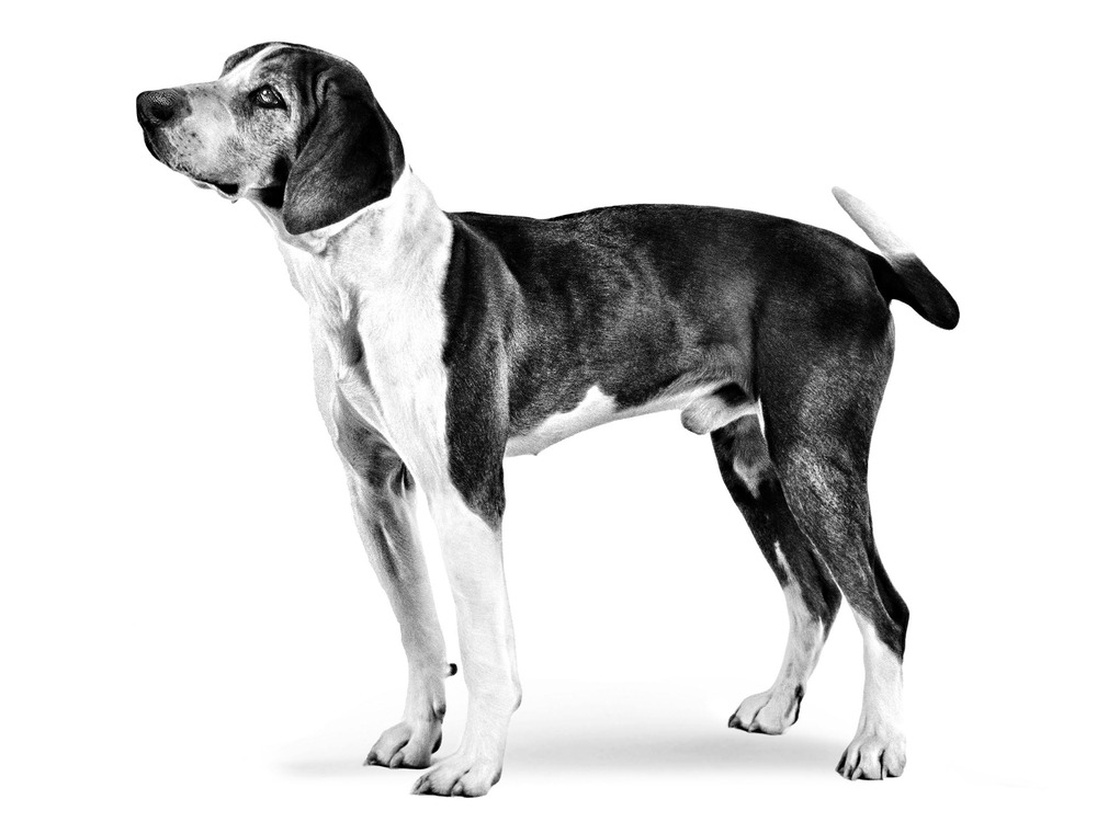 Hygen Hound walking on a track