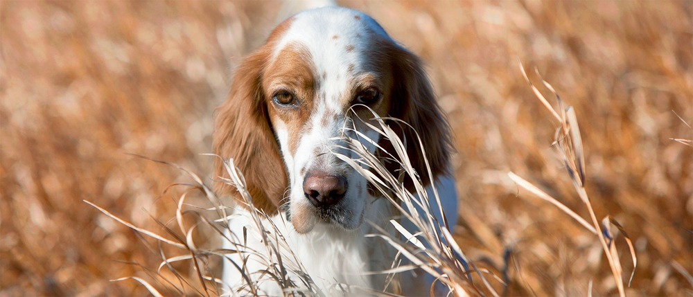 English Setter being groomed