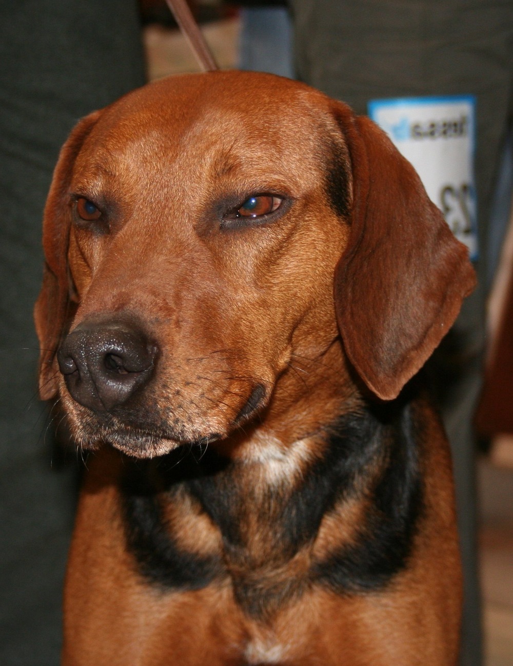 Schillerstovare head and shoulders