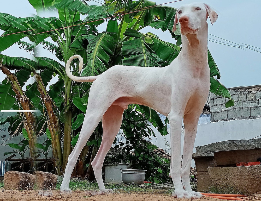White Rajapalayam dog portrait