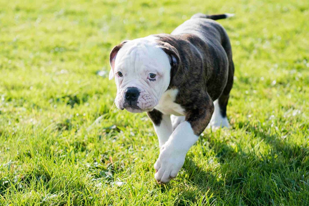 American Bulldog resting on grass