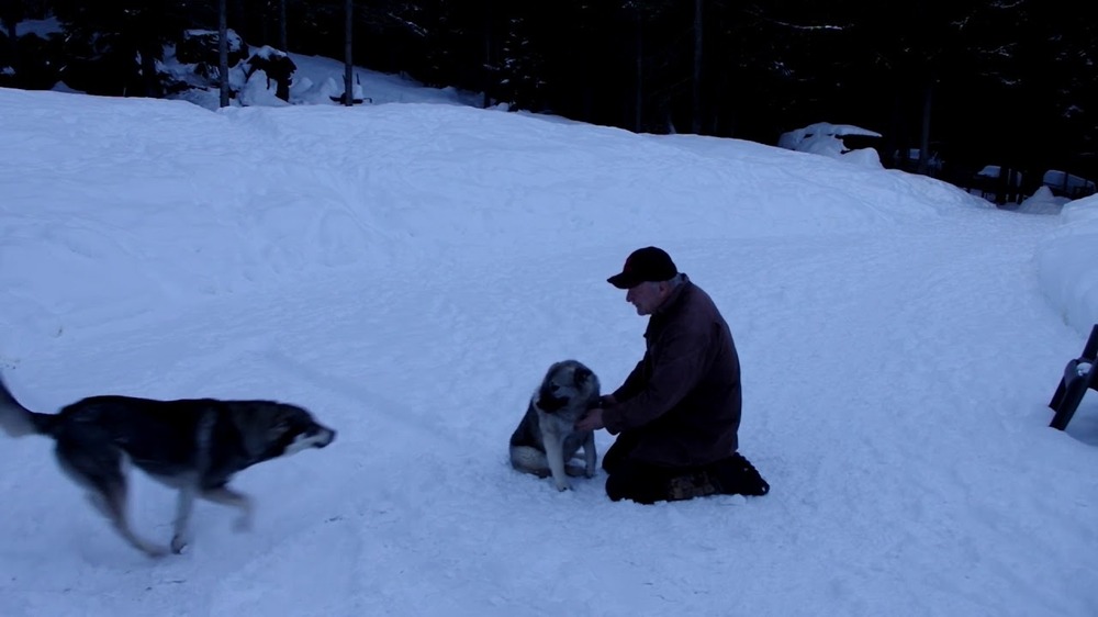 Jämthund coat detail in grey shades