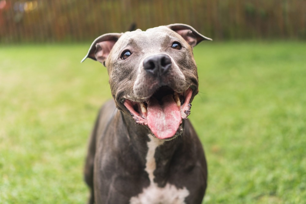 Dog on lead during outdoor walk