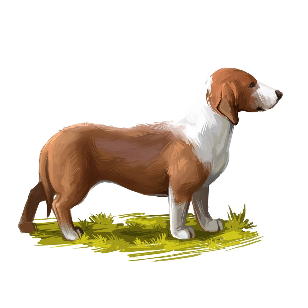 Westphalian Dachsbracke standing outdoors