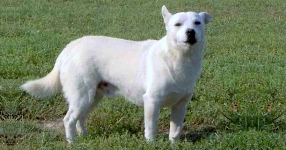 Small dog standing alert on a path