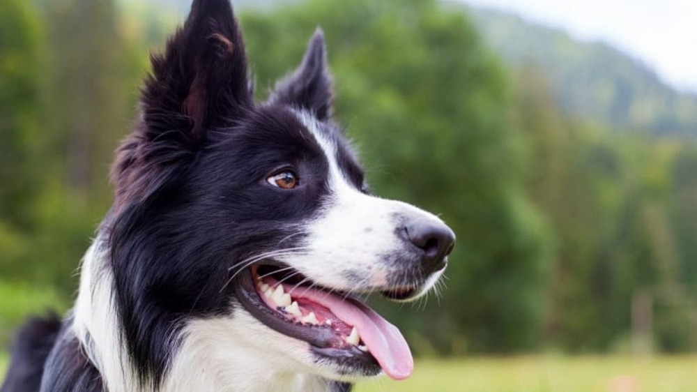 Dog near a window with daylight